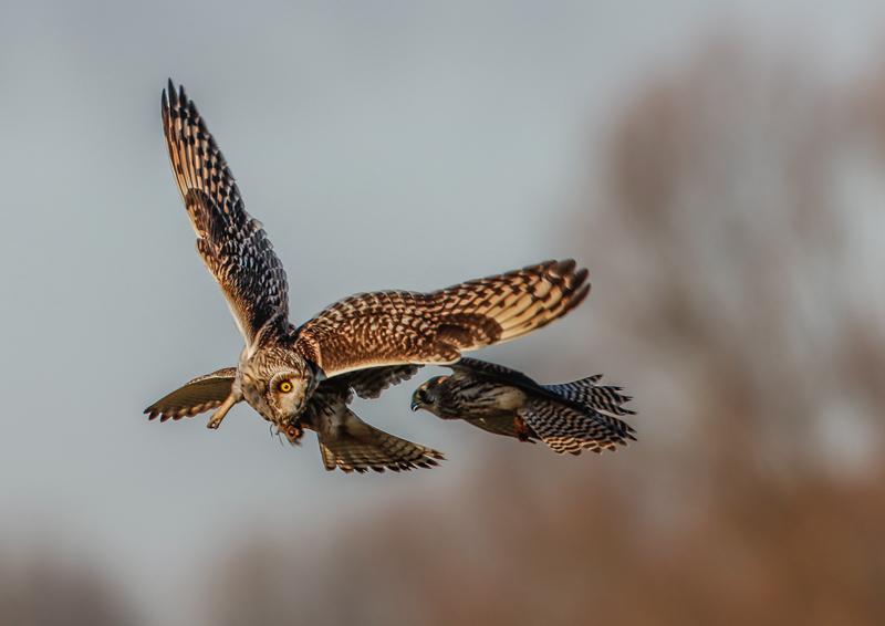老鹰险胜状态爆棚，复出首战轰40分关键表现点燃全场！